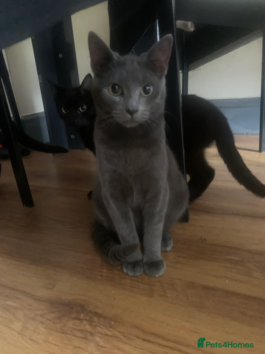 Mixed Breed cats for sale: Youngsters looking for home - Advert 26