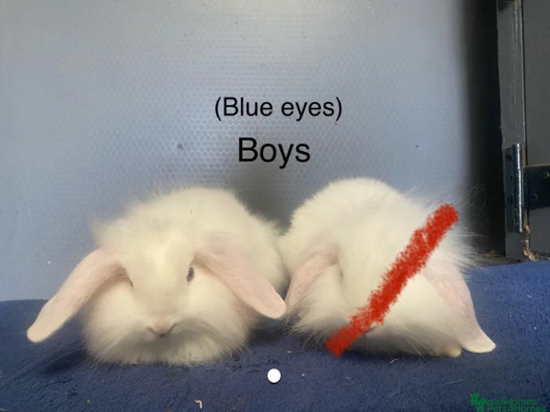 Lionhead rabbits - Advert 14