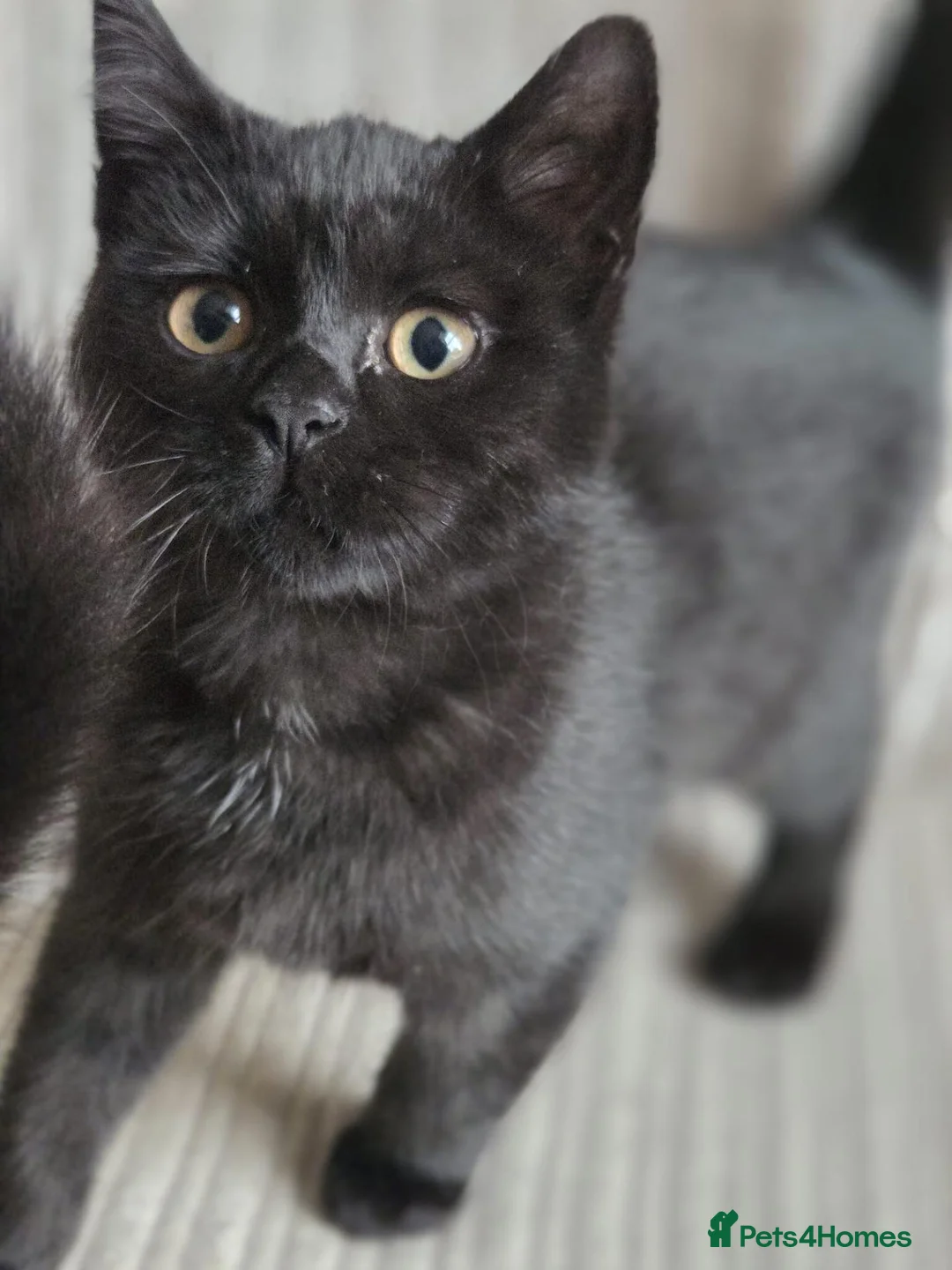 Mixed Breed cats for sale: Gorgeous kittens black girl and black boy  - Advert 2