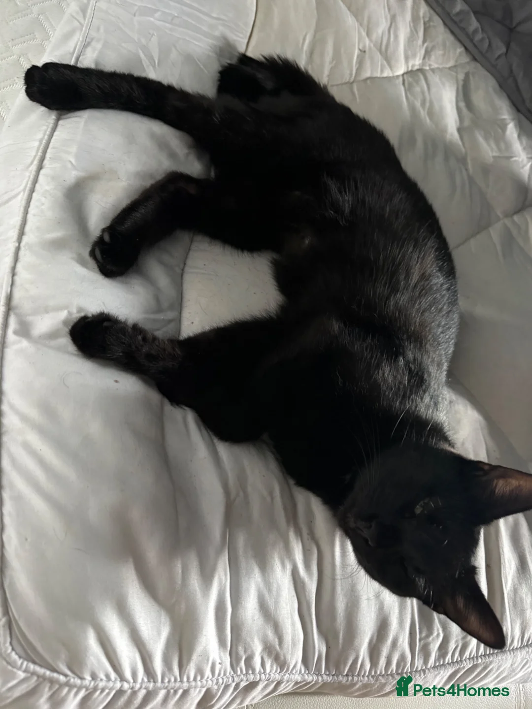 Mixed Breed cats for sale: 3 male kittens  - Advert 1