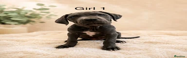 Cane Corso GIRL 1