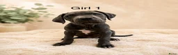 Cane Corso dogs for sale: Cane corso pups - Advert 3