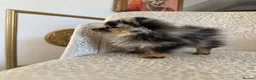 Pomeranian dogs for sale: RARE Merle Pomeranian Champion Lines - Advert 17
