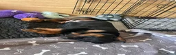 Dobermann dogs for sale: CHAMPION LINE- 5 GEN DOBERMANN PUPPY  in Southampton - Advert 5