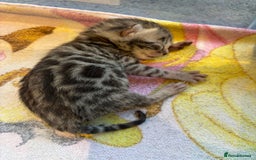 Bengal cats for sale: TICA registered Bengal girls. - Image 13