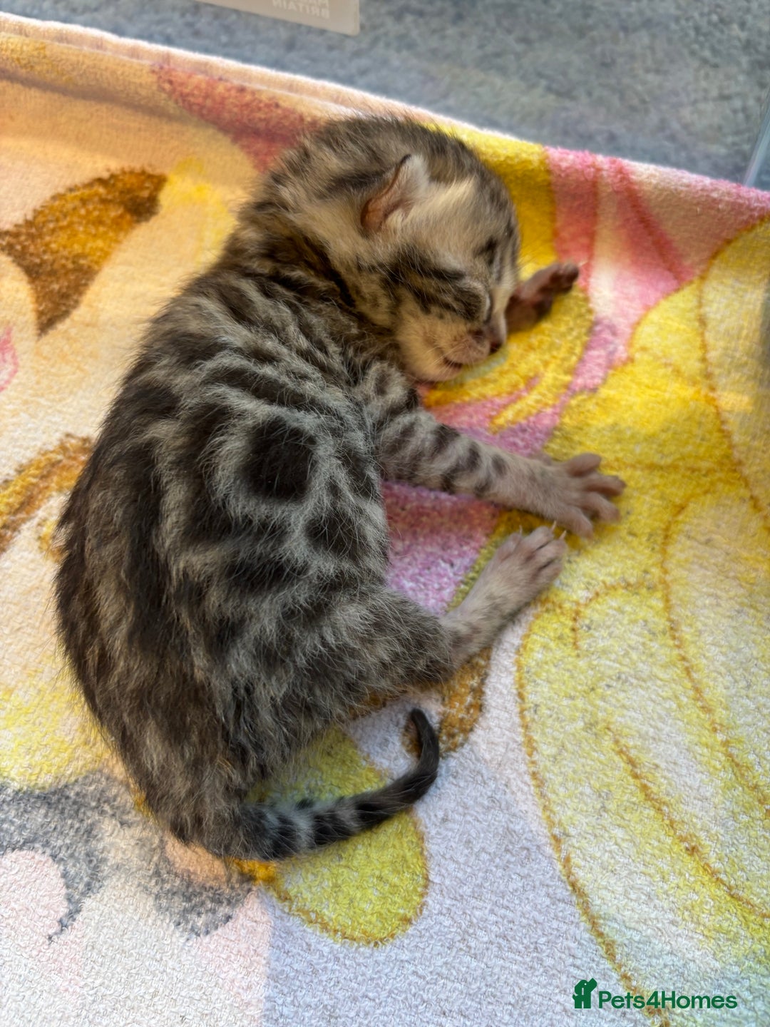 Bengal cats for sale: TICA registered Bengal girls. - Image 13