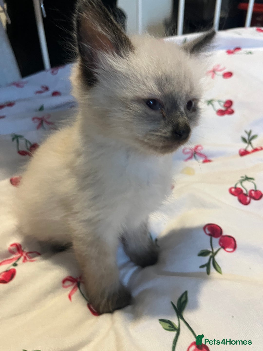 Siamese cats for sale: 3 stunning applehead Siamese kittens  - Image 10