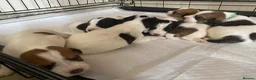 Jack Russell dogs for sale: Jack Russel terrier mix puppies  - Advert 3