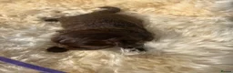 Shih Tzu dogs for sale: Imperial Shihtzu Chocolates - Advert 24