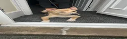 Mixed Breed dogs for sale: Dog for sale  - Advert 2