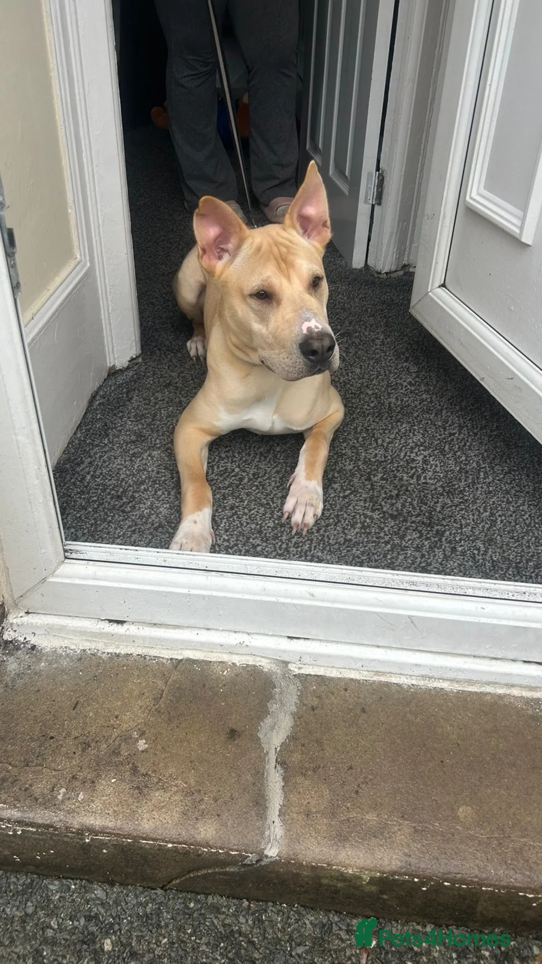 Mixed Breed dogs for sale: Dog for sale  - Advert 2