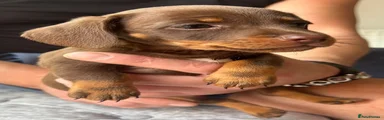 Dachshund 2