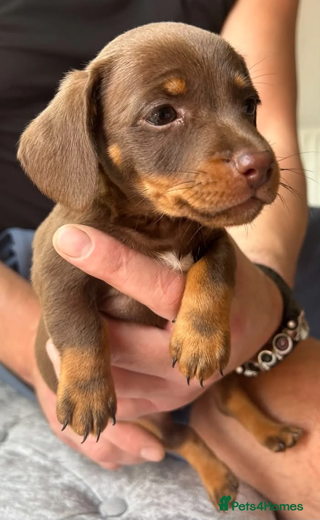 Dachshund dogs for sale: Pups for sale - Advert 12