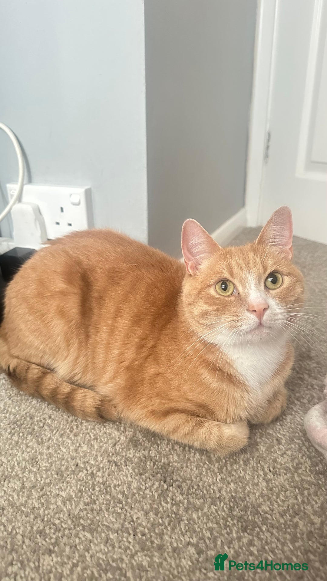 British Shorthair cats for sale: 3 year old Milo - Image 1