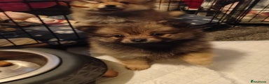 Pomeranian Puppy 3