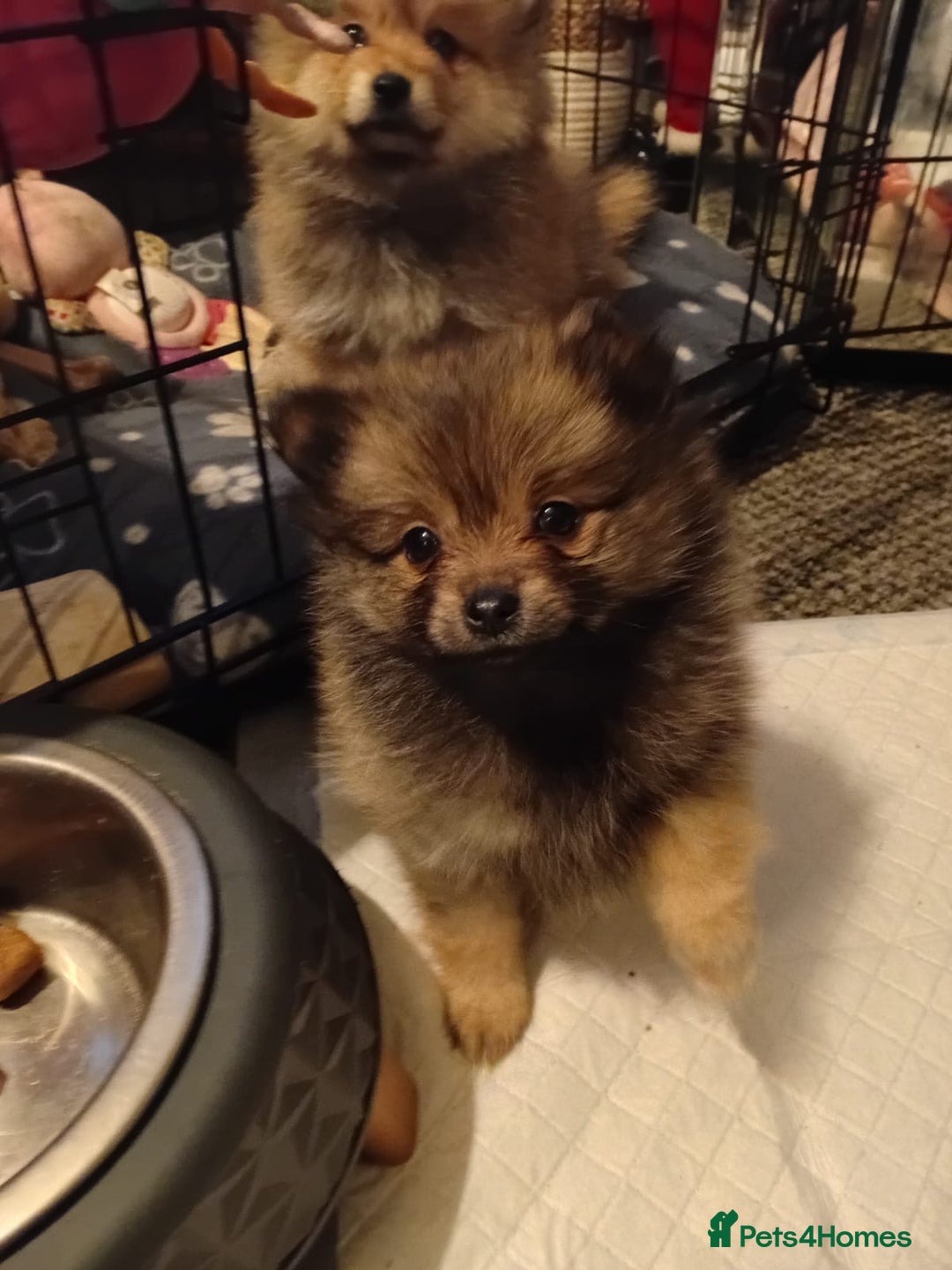 Pomeranian dogs for sale: Adorable Pomeranians - Advert 7