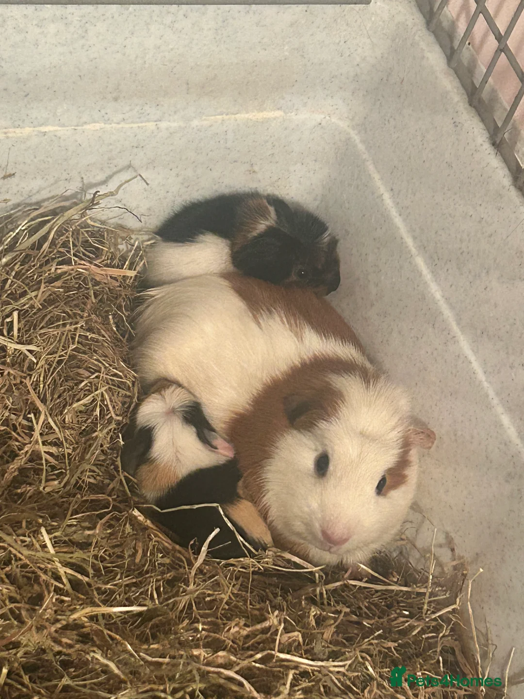 Guinea Pig rodents for sale: Boy guinea pig  - Advert 4