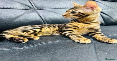 Bengal cats - Advert 13
