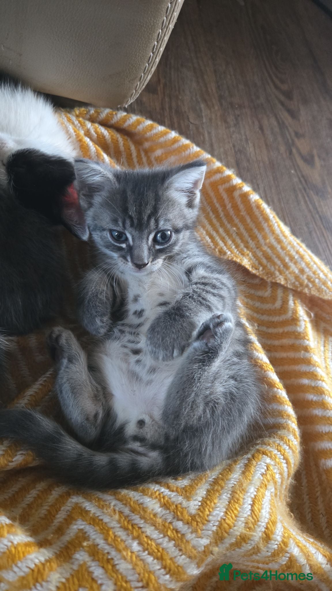 Mixed Breed cats 7xKittens🐈‍⬛️🐈 - Advert 4