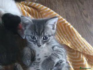 Mixed Breed cats 7xKittens🐈⬛️🐈 - Advert 4