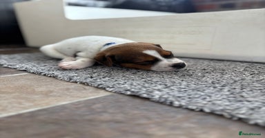 Jack Russell dogs - Advert 4