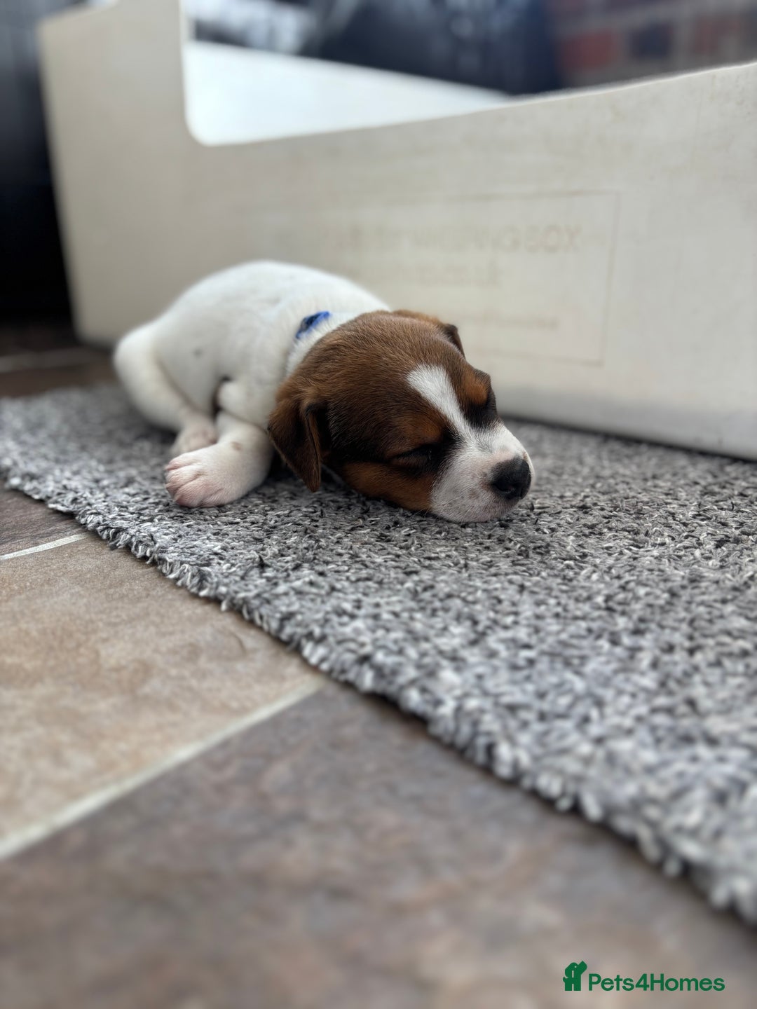 Jack Russell dogs for sale: Quality Jack Russell Puppies - Image 3