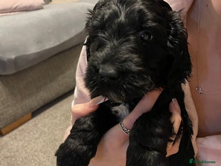 Labradoodle dogs ⭐️Miniature Multigen Labradoodle Puppies⭐️ - Advert 4