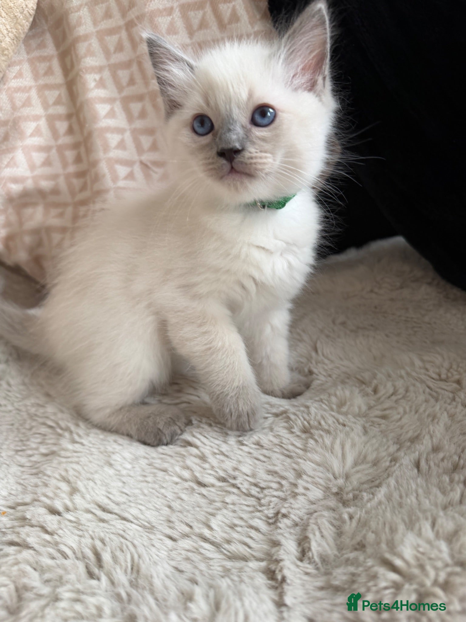Ragdoll cats Blue point ragdoll kittens  - Advert 2