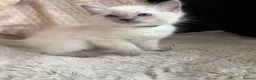 Ragdoll cats for sale: Blue point ragdoll kittens  - Advert 2