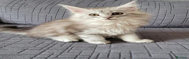 Maine Coon 2