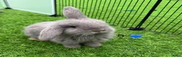 French Lop rabbits for sale: Pure French lops - Advert 5