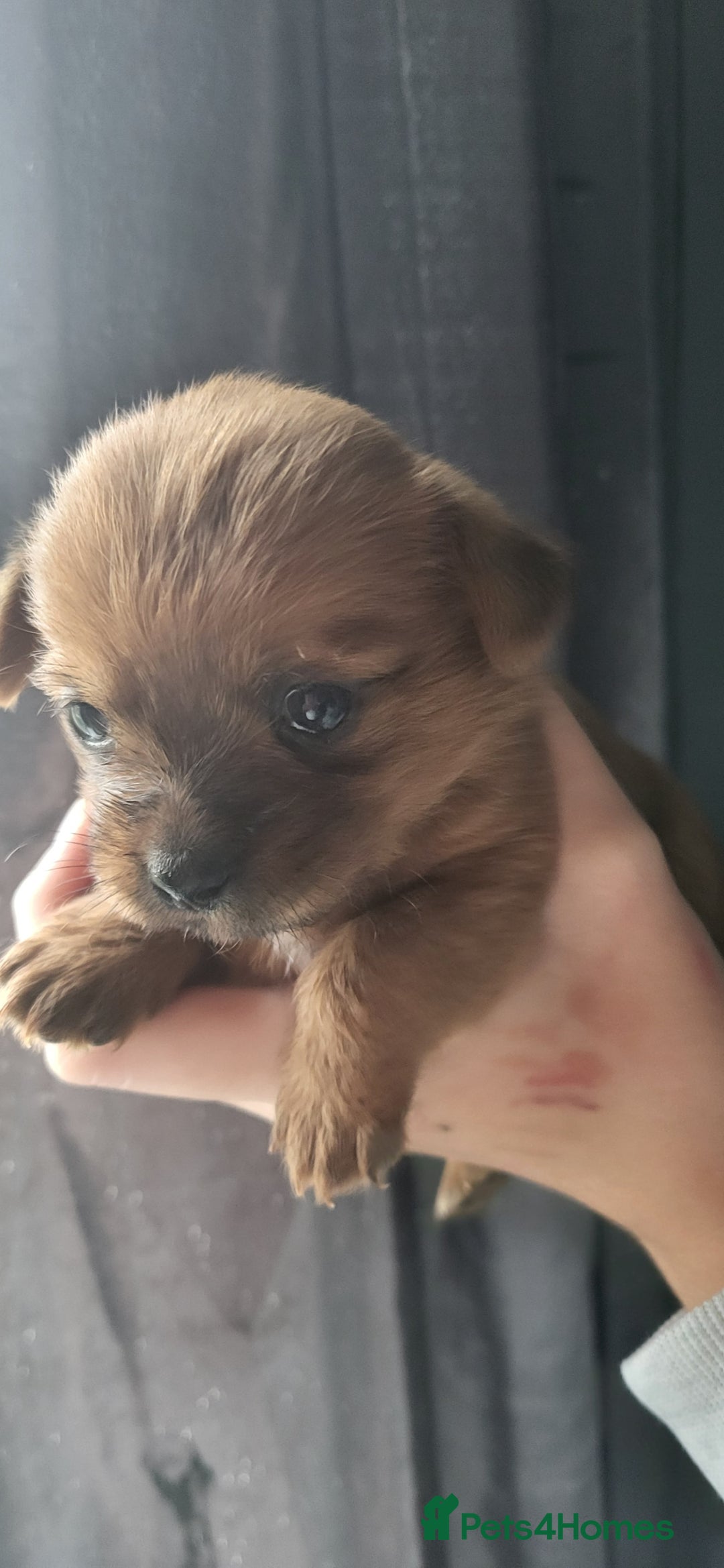 Mixed Breed dogs for sale: Beautiful puppy's 2 girls 2 boys - Image 4