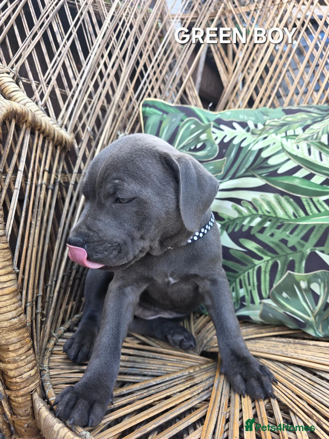 Staffordshire Bull Terrier dogs for sale: 3 HANDSOME BOYS - Advert 1