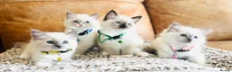 Ragdoll cats for stud: GCCF-TICA Championshipline our amazing stud - Advert 16