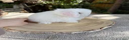 Mini Lop rabbits for sale: Hobby breeder of mini lops bunnies  - Advert 13