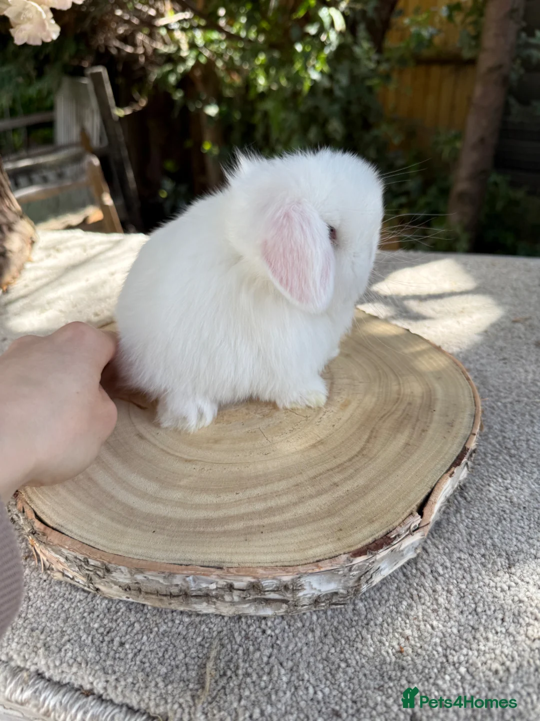 Mini Lop rabbits for sale: Hobby breeder of mini lops bunnies  - Advert 13