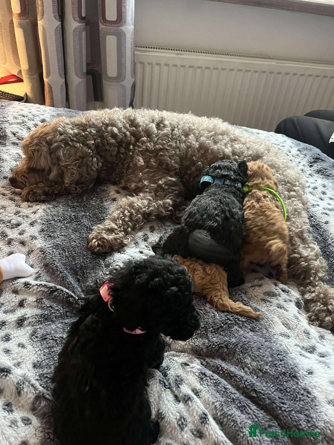 Miniature Poodle dogs for sale: Miniature Poodles!!! - Advert 35