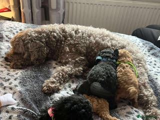 Miniature Poodle dogs Miniature Poodles with parental health checks. - Advert 10