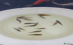 Koi Carp fish for sale: Asagi fry 2-3 inches  - Image 2