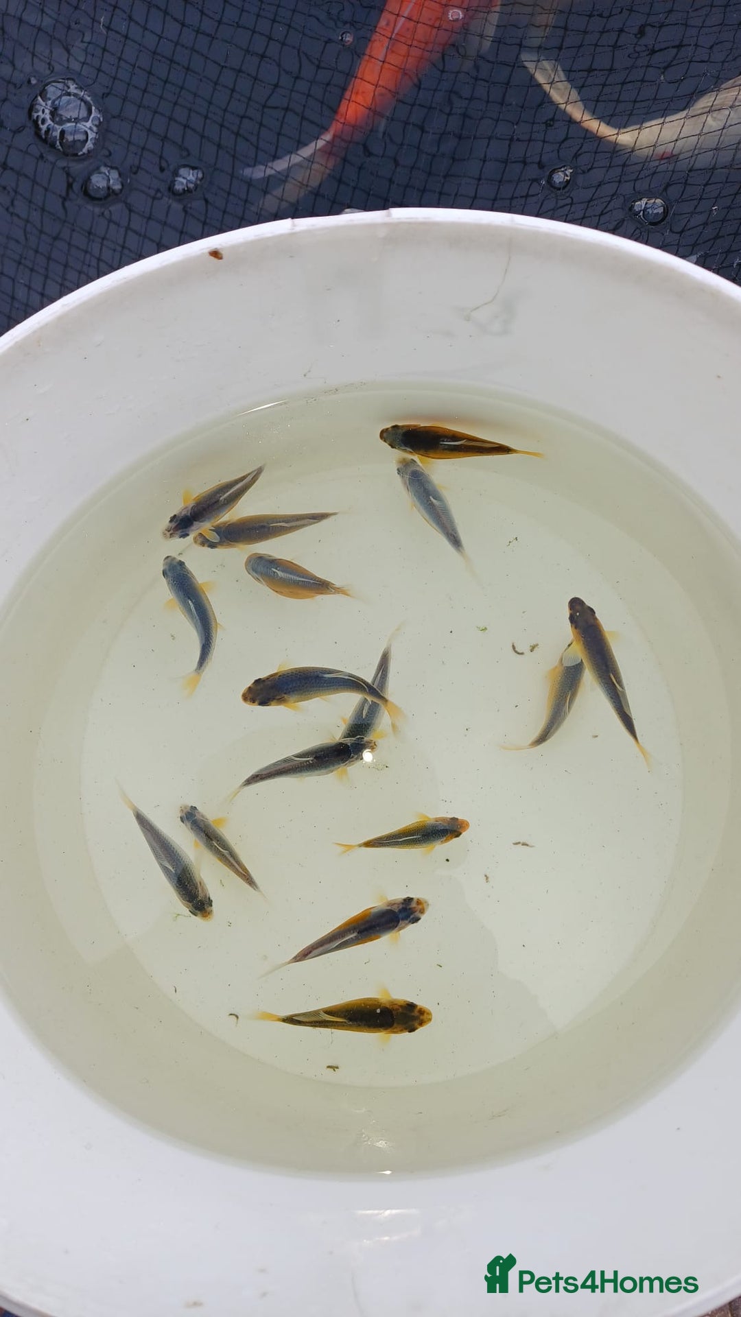 Koi Carp fish for sale: Asagi fry 2-3 inches  - Image 2