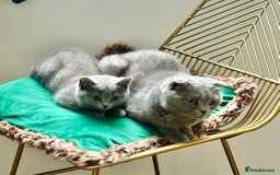 British Shorthair cats for sale: Only 1 kitten left British short hair in Hull - Image 4