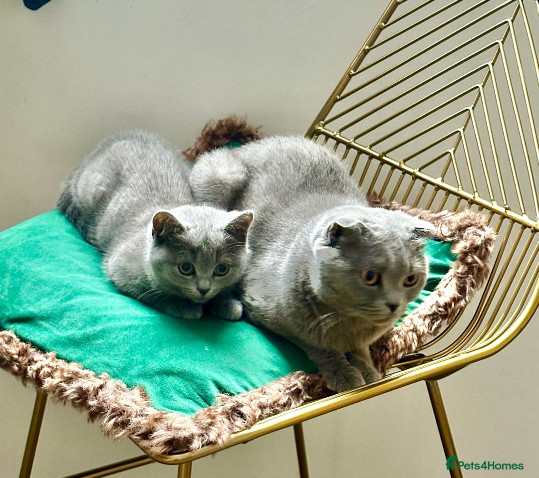 British Shorthair cats for sale: Only 1 kitten left British short hair in Hull - Image 4
