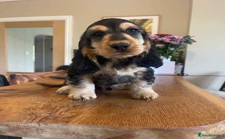 Cocker Spaniel dogs - Advert 4