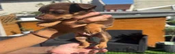 Jack Russell dogs for sale: Miniature Jack Russell puppy’s for sale  - Advert 11