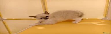 Ragdoll Kitten 5