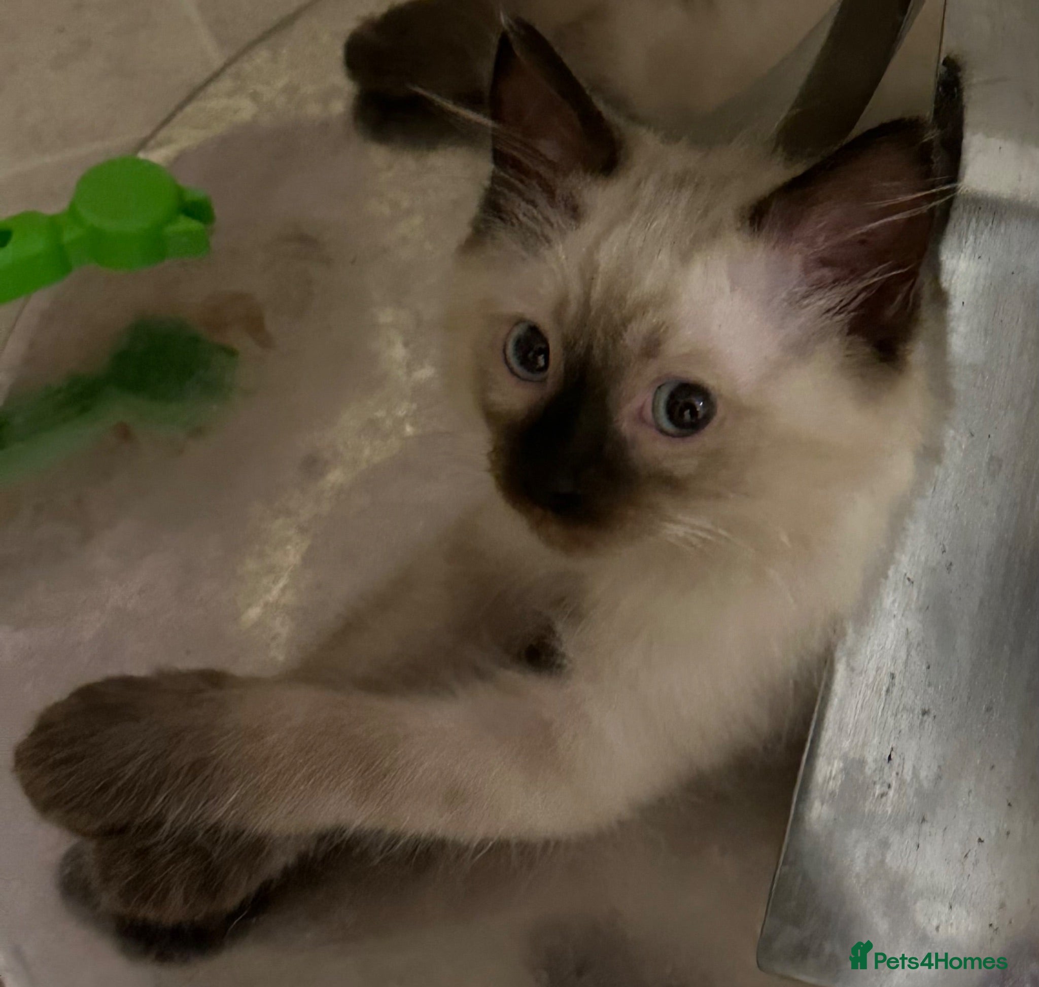Ragdoll cats Blue Point & Choc Point Pure Bicolour Ragdolls - Advert 16