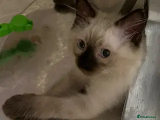 Ragdoll cats Blue Point & Choc Point Pure Bicolour Ragdolls - Advert 16