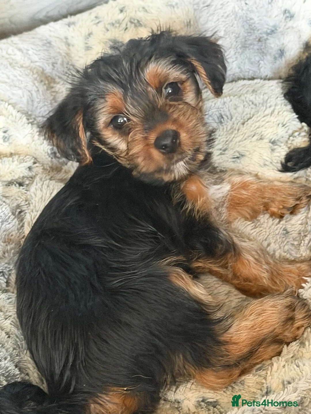 Yorkshire Terrier dogs for sale: 1 boy and 3 girls - Advert 2