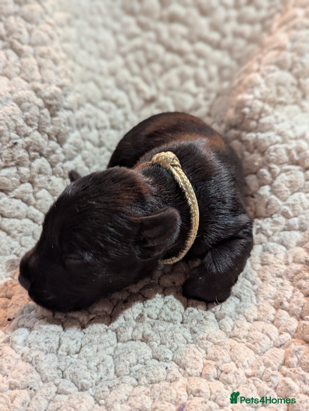 Miniature Schnauzer dogs for sale: Kc reg miniature schnauzers pups available  - Advert 2