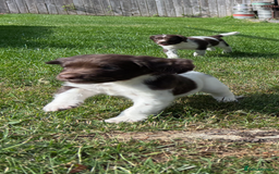 English Springer Spaniel dogs for sale: English Springer Spaniels  - Image 4